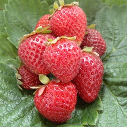 Земляника садовая Камароза (Fragaria x ananassa 'Camarosa')