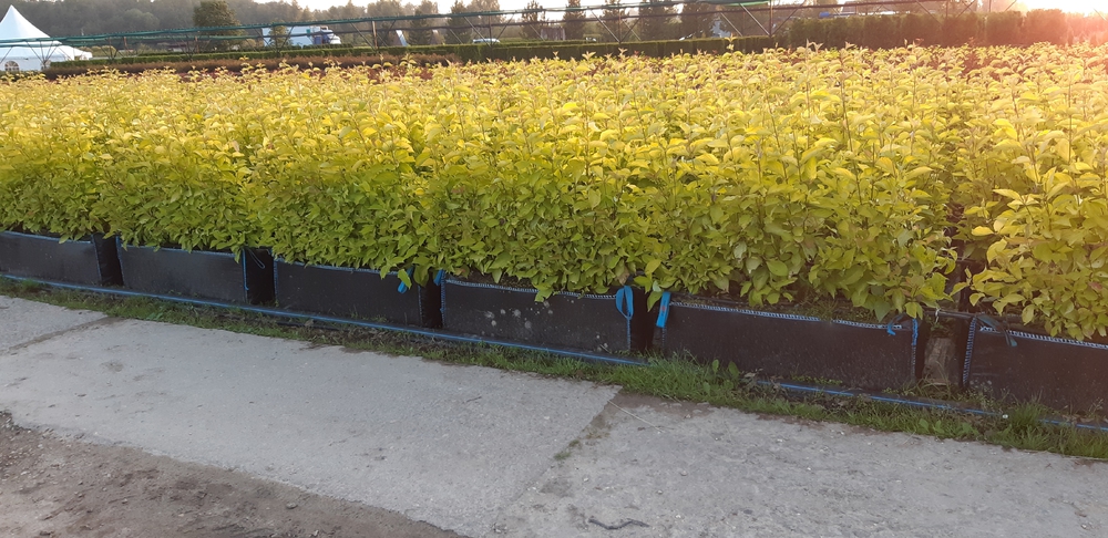 Дерен белый Ауреа (Cornus alba 'Aurea')