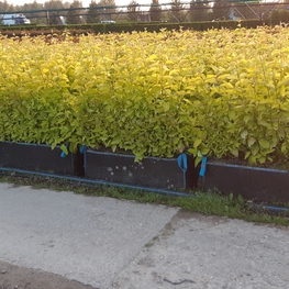 Дерен белый Ауреа (Cornus alba 'Aurea')