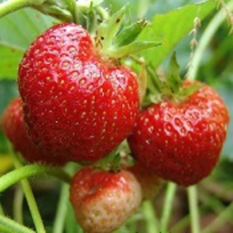 Земляника садовая Нежданная Радость (Fragaria x ananassa 'Nezhdannaya Radost')