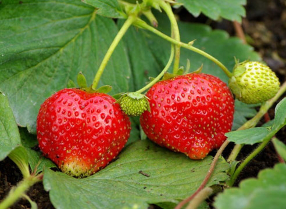 Земляника садовая Симфония (Fragaria x ananassa 'Symphony')