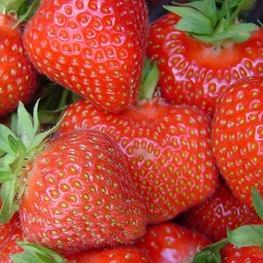 Земляника садовая Элиани (Fragaria x ananassa 'Eliany')