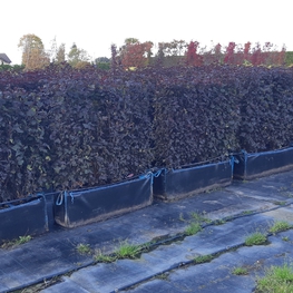 Пузыреплодник калинолистный Диабло (Physocarpus opulifolius 'Diablo')