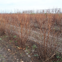 Пузыреплодник калинолистный Диабло (Physocarpus opulifolius 'Diablo')