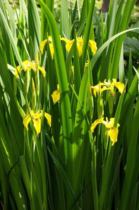 Ирис болотный Айрис (Iris pseudacorus 'Iris')