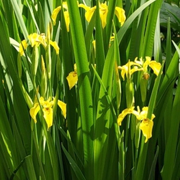 Ирис болотный Айрис (Iris pseudacorus 'Iris')