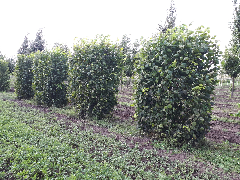 Липа европейская Паллида (Tilia x europaea 'Pallida')
