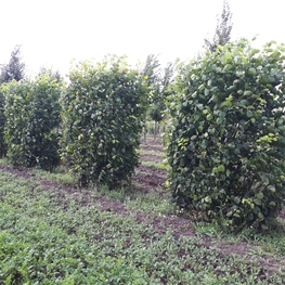 Липа европейская Паллида (Tilia x europaea 'Pallida')