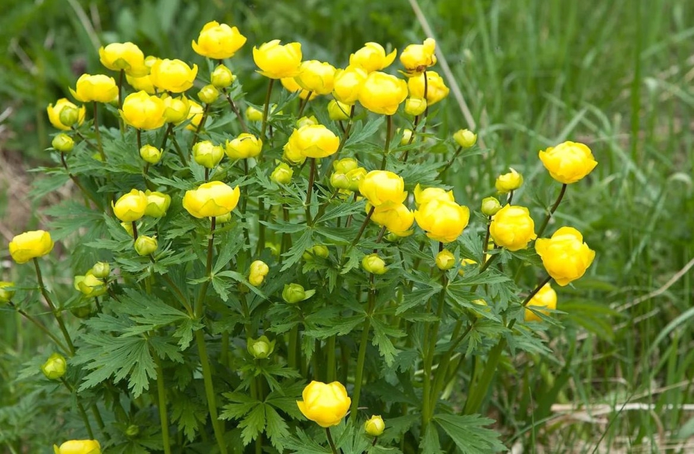 Купальница европейская Троллиус (Trollius europaeus 'Trollius')