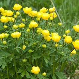 Купальница европейская Троллиус (Trollius europaeus 'Trollius')