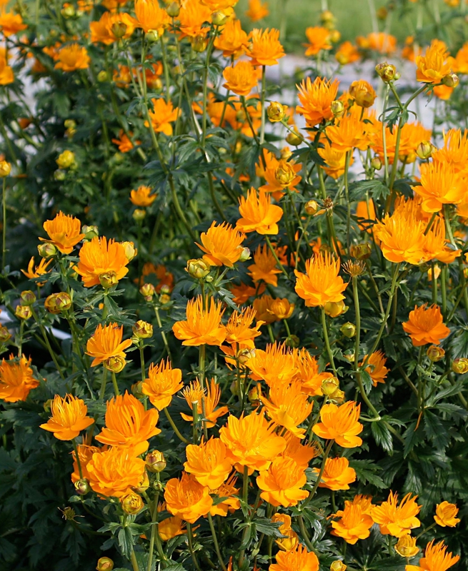 Купальница китайская Голден Куин (Trollius chinensis 'Golden Queen')