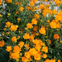 Купальница китайская Голден Куин (Trollius chinensis 'Golden Queen')