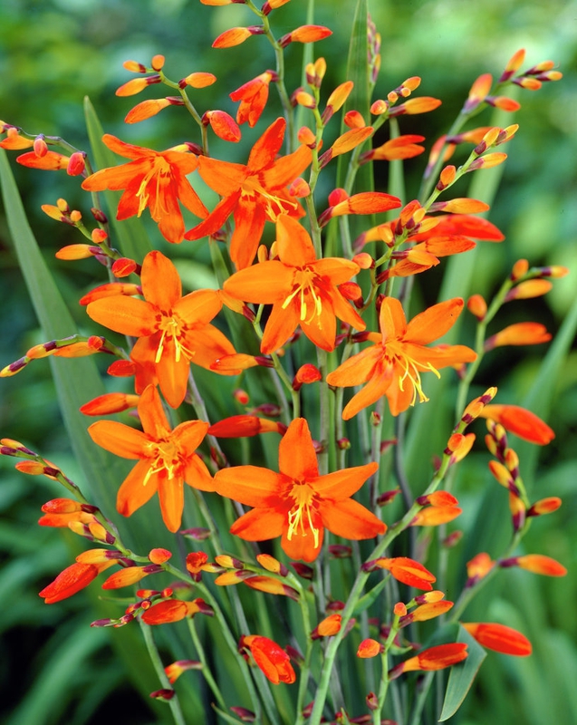 Крокосмия гибридная Крокосмия (Crocosmia × crocosmiiflora 'Crocosmia')