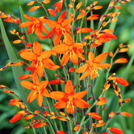 Крокосмия гибридная Крокосмия (Crocosmia × crocosmiiflora 'Crocosmia')