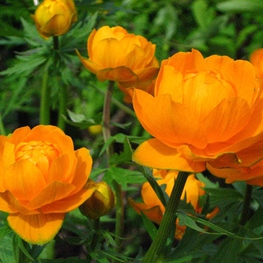 Купальница культурная Оранж Принцесс (Trollius × cultorum 'Orange Princess')