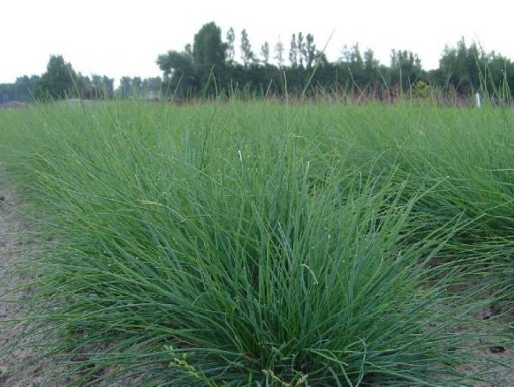 Овсяница сизая Фестука (Festuca glauca 'Festuca')
