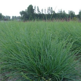 Овсяница сизая "Festuca"