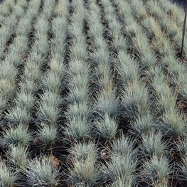 Овсяница сизая Фестука (Festuca glauca 'Festuca')