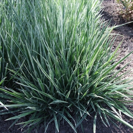 Райграс бульбоносный Арренатерум (Arrhenatherum elatius 'Arrhenatherum')