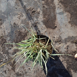 Райграс бульбоносный Арренатерум (Arrhenatherum elatius 'Arrhenatherum')