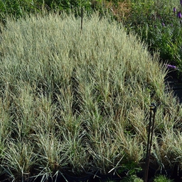 Райграс бульбоносный Арренатерум (Arrhenatherum elatius 'Arrhenatherum')