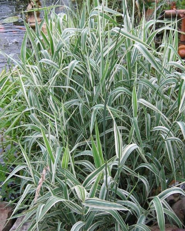 Бухарник мягкий Альбовариегата (Holcus mollis 'Albovariegata')