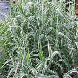 Бухарник мягкий Альбовариегата (Holcus mollis 'Albovariegata')