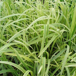 Манник большой Вариегата (Glyceria maxima 'Variegata')