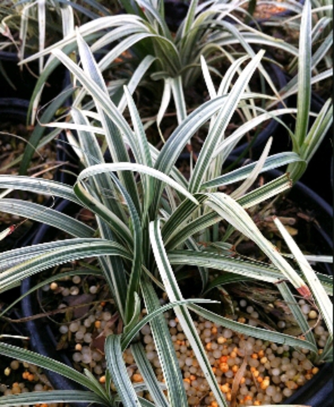 Офиопогон Сильвер Мист (Ophiopogon japonicus 'Silver Mist')