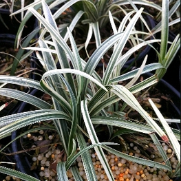 Офиопогон Сильвер Мист (Ophiopogon japonicus 'Silver Mist')