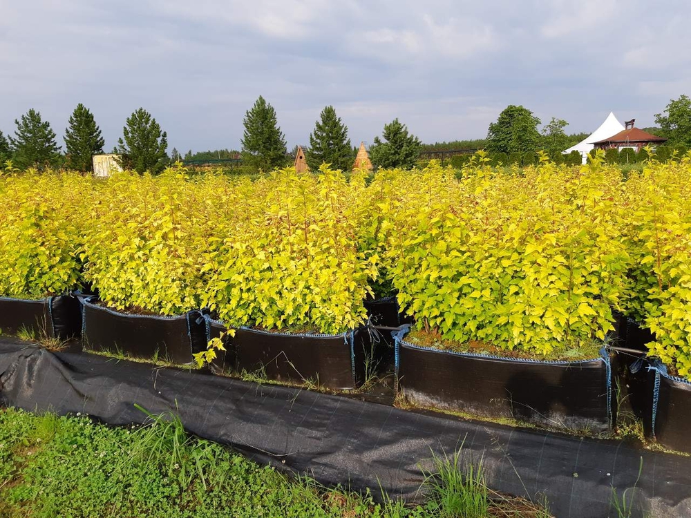 Пузыреплодник калинолистный Дартс Голд (Physocarpus opulifolius 'Darts Gold')