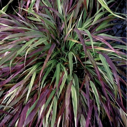 Хаконехлоа большая Наоми (Hakonechloa macra 'Naomi')