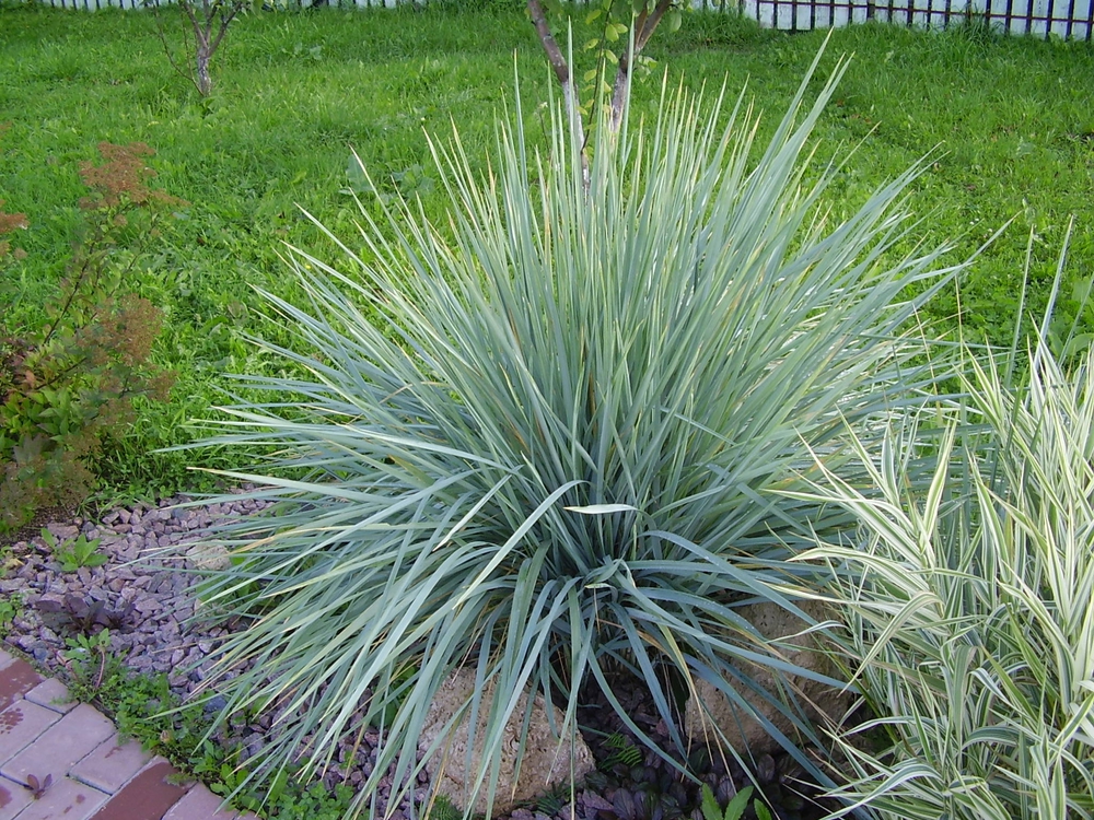 Элимус песчаный Элимус (Elymus arenarius 'Elymus')