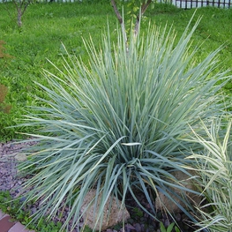 Элимус песчаный Элимус (Elymus arenarius 'Elymus')