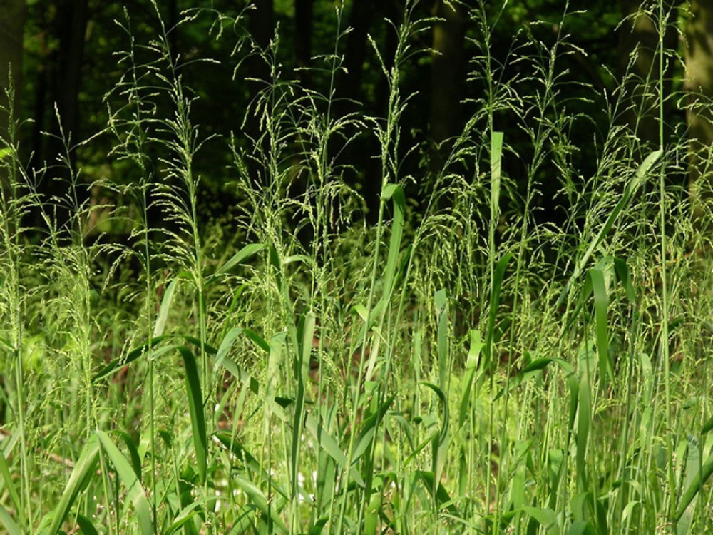 Бор развесистый Милиум (Milium effusum 'Milium')