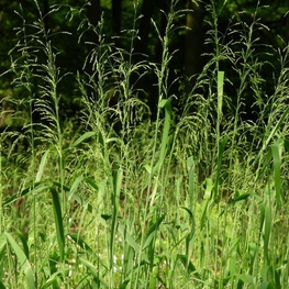 Бор развесистый Милиум (Milium effusum 'Milium')