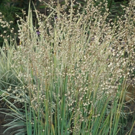 Бриза средняя Бриза (Briza media 'Briza')