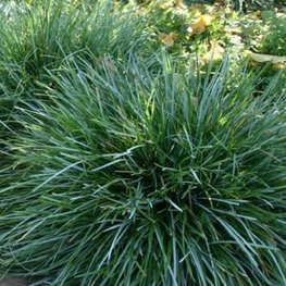 Сеслерия голубая Сеслерия (Sesleria caerulea 'Sesleria')