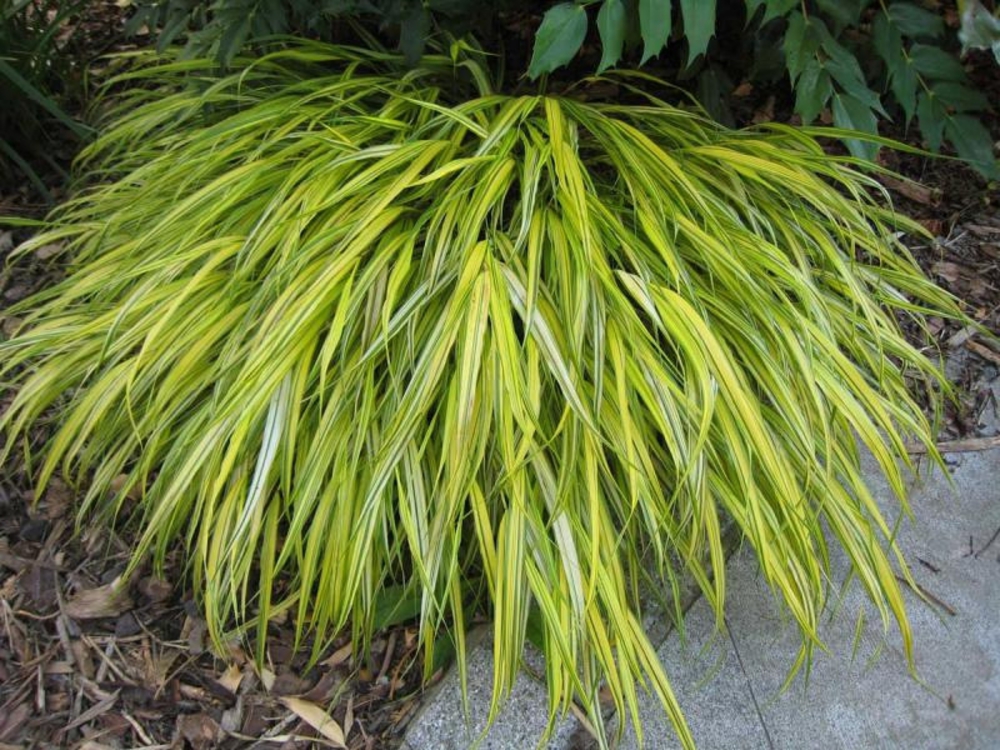 Хаконехлоя большая Ауреола (Hakonechloa macra 'Aureola')
