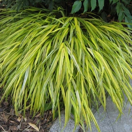 Хаконехлоя большая Ауреола (Hakonechloa macra 'Aureola')