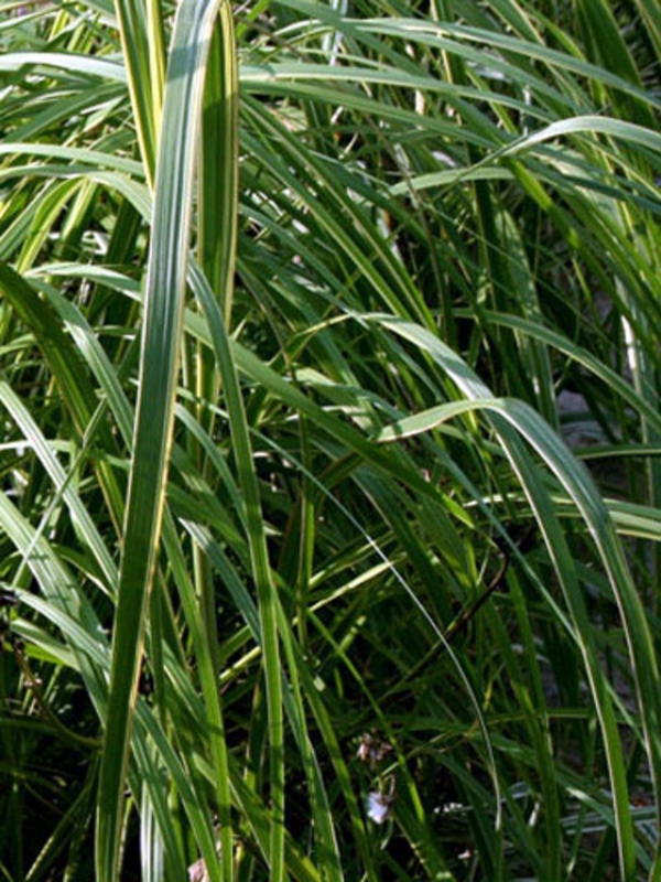 Спартина Мишо Ауреомаргината (Spartina pectinata 'Aureomarginata')