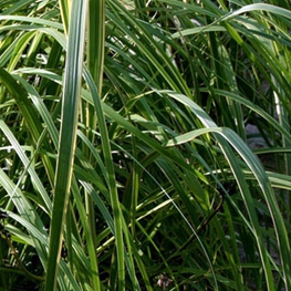 Спартина Мишо Ауреомаргината (Spartina pectinata 'Aureomarginata')