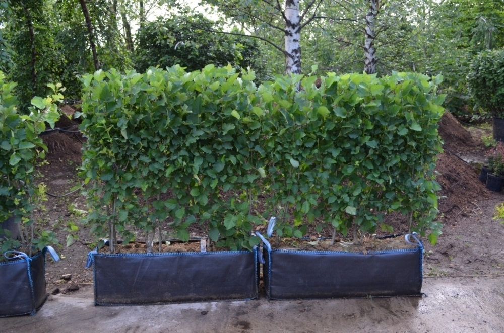 Боярышник сливолистный (Crataegus x prunifolia)