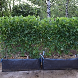 Боярышник сливолистный (Crataegus x prunifolia)