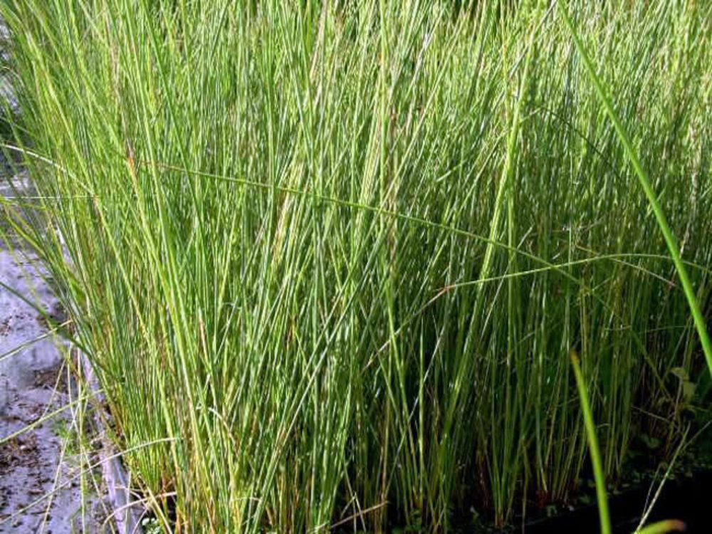 Ситник склоняющийся Юнкус (Juncus effusus 'Juncus')