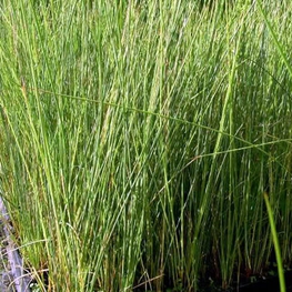 Ситник склоняющийся "Juncus"