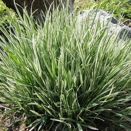 Райграс луковичный Вариегатум (Arrhenatherum elatius subsp. bulbosum 'Variegatum')