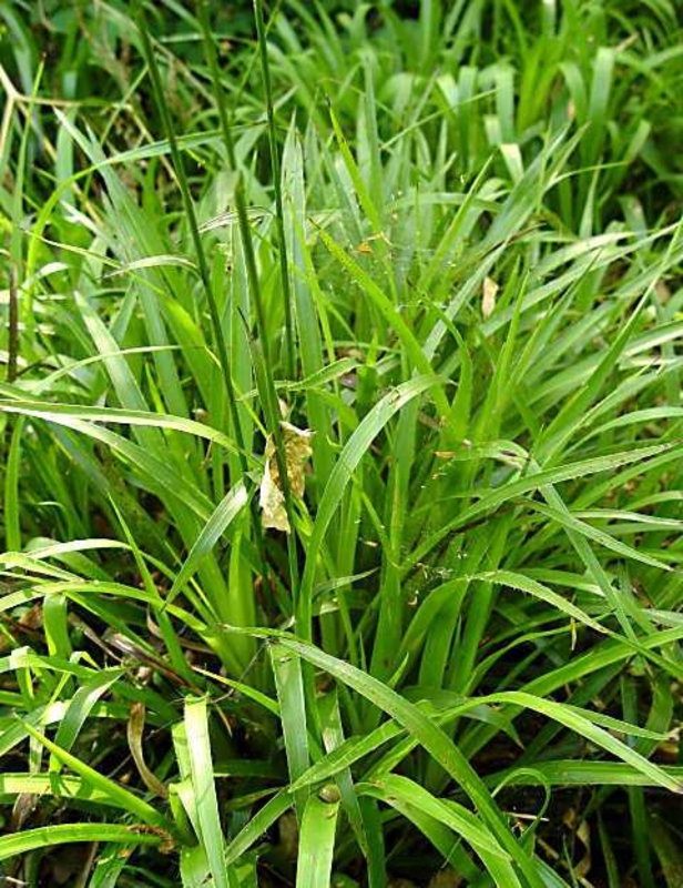 Ожика лесная Лузула (Luzula sylvatica 'Luzula')