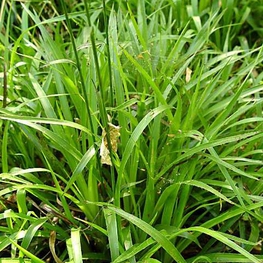 Ожика лесная Лузула (Luzula sylvatica 'Luzula')