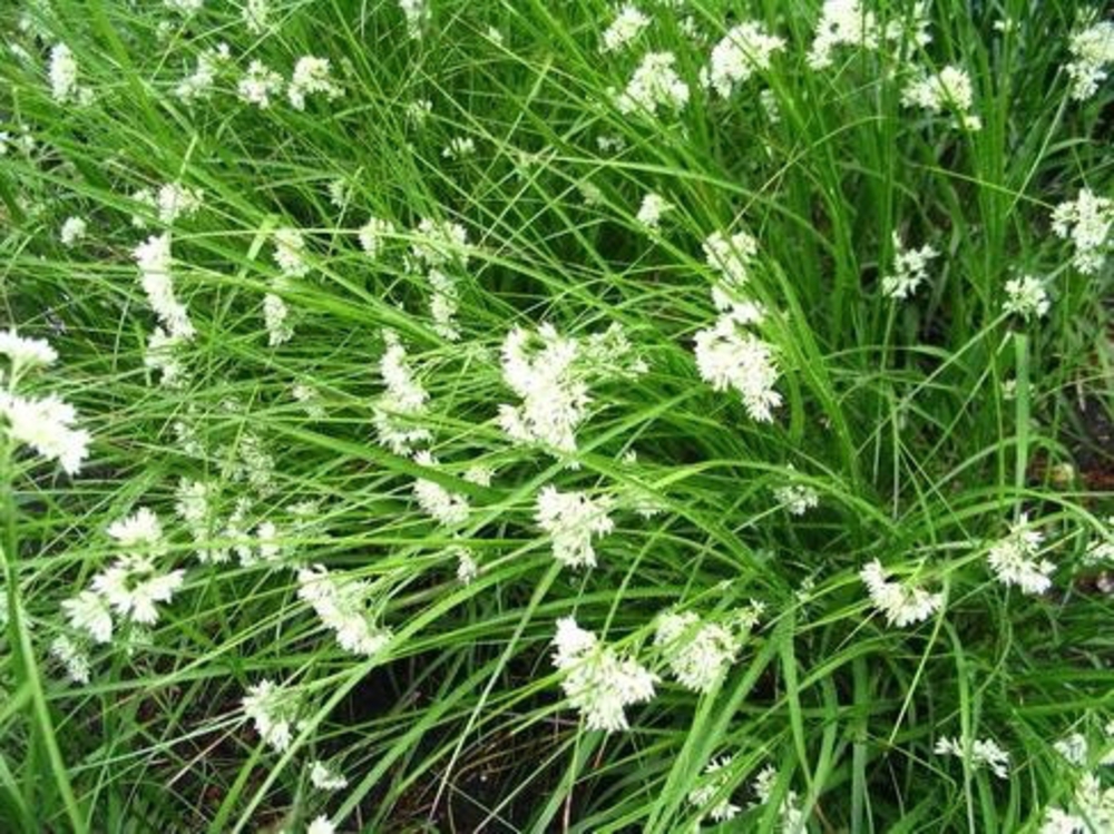 Ожика снежно-белая Лузула (Luzula nivea 'Luzula')